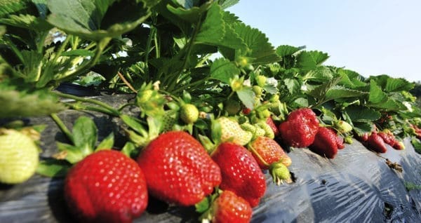 NUREL participates in AGROACTIFILM Project.