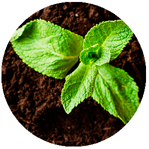 Biopolímeros para la fabricación de envases sostenibles
