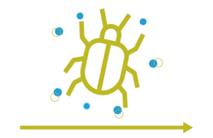 Thanks to the biodegradation of NERIDE BIO, biofilm formation is promoted.